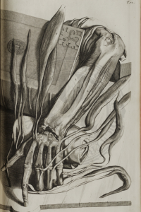 COWPER: Anatomia corporum humanorum